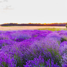 Bioethanol med duft Lavendelmark – 1 L