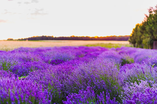 Bioethanol med duft Lavendelmark – 1 L