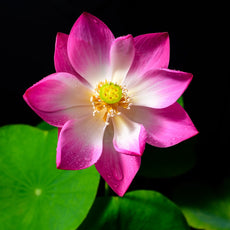 Bioethanol duft af Lotosblomst – 1 L