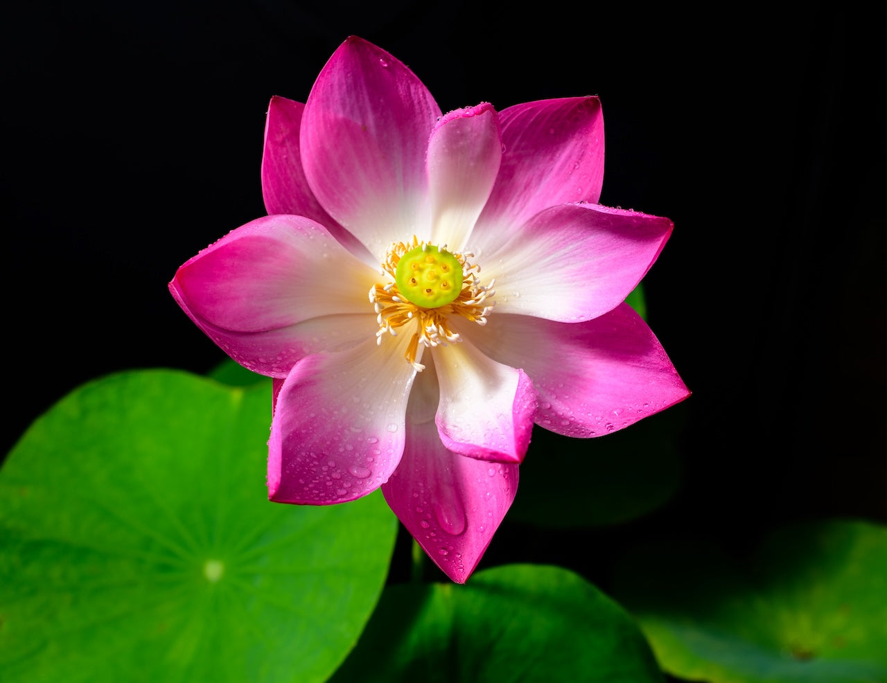 Bioethanol duft af Lotosblomst – 1 L