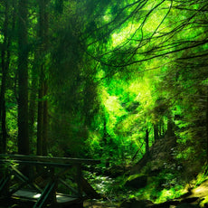 Bioethanol duft af Skovens Magi – 1 L